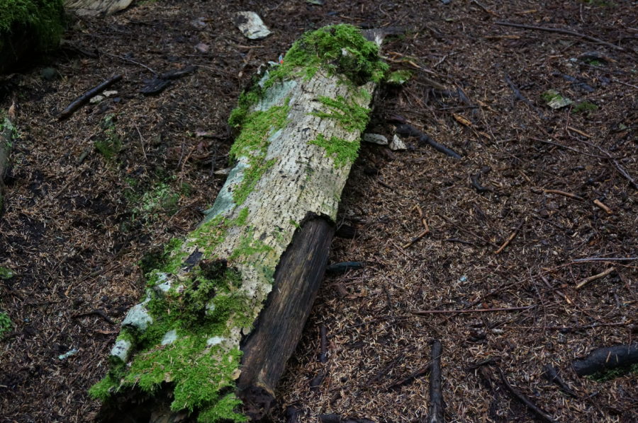 I Didn’t Do That  –Let Him Go