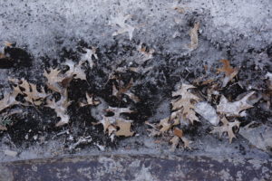 2019 February 1 – 15 Degrees