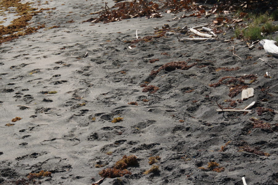 Foot Prints on the beach