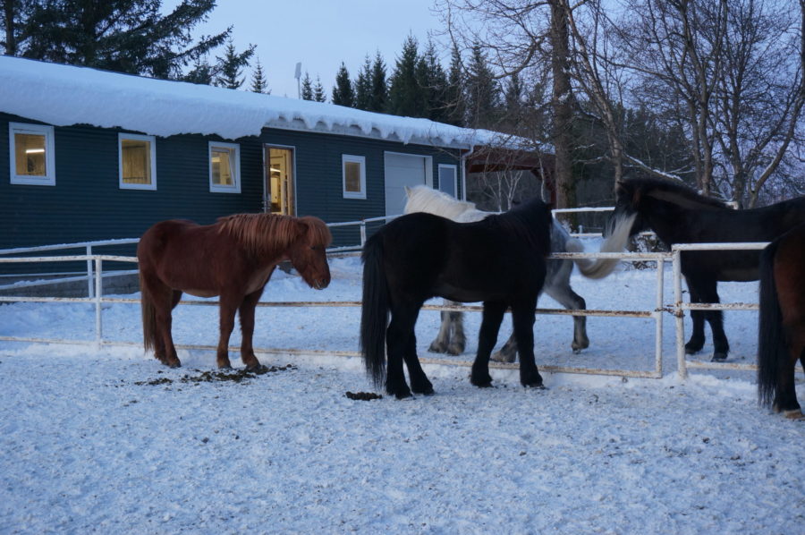 Icelandic Horses